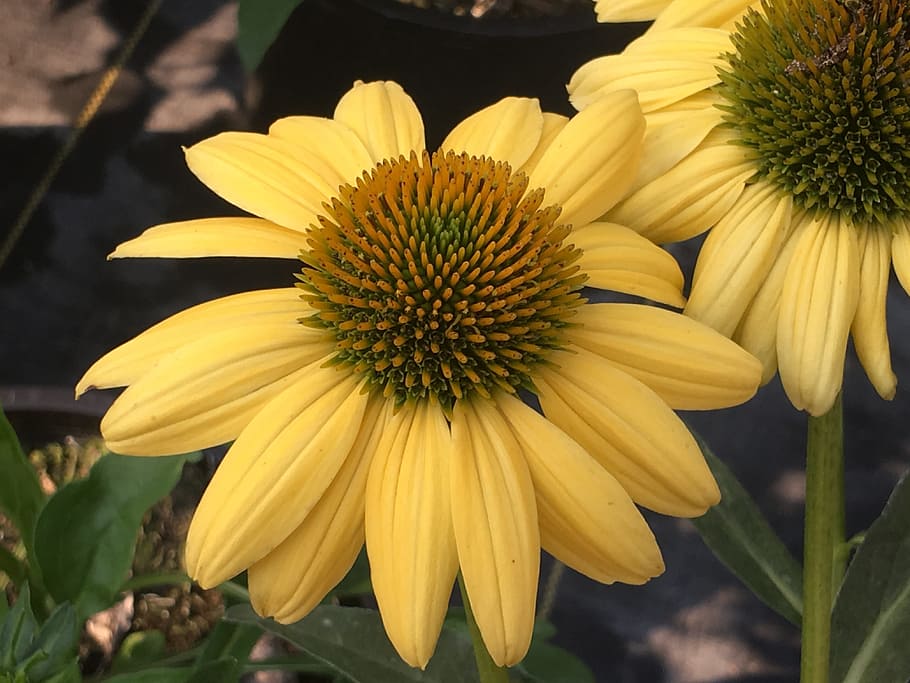 flower, field, beautiful, yellow, flowering plant, petal, vulnerability HD wallpaper
