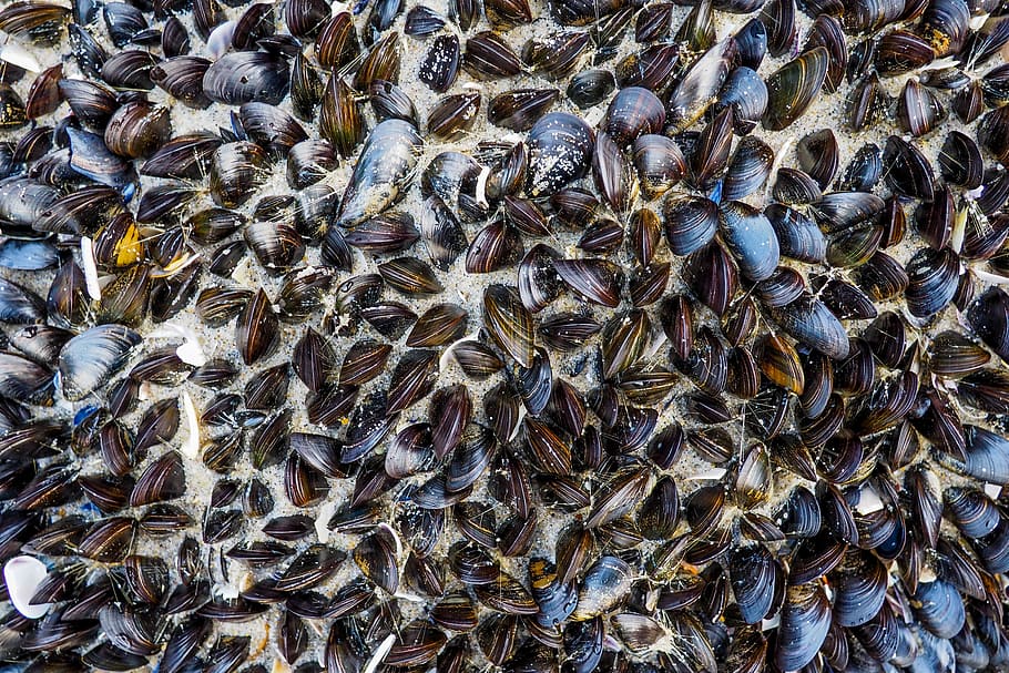 mussels in sand during daytime, brown mussells, sea, ocean, water, HD wallpaper