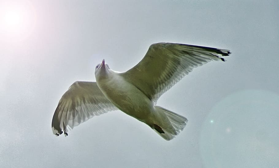 low angle photo of seagull flying during daytime, bird, sky HD wallpaper