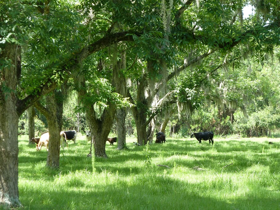 trees, green, grass, cows, calves, farm, plant, mammal, animal themes HD wallpaper
