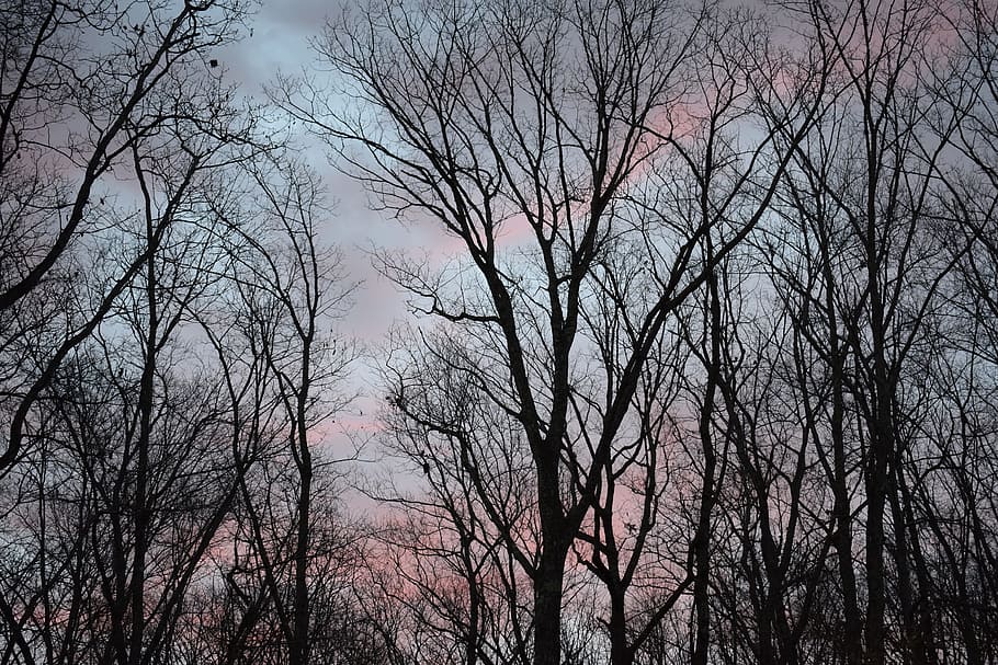 Sunrise Clouds Through Trees, Sunrise, plant, nature, morning HD wallpaper
