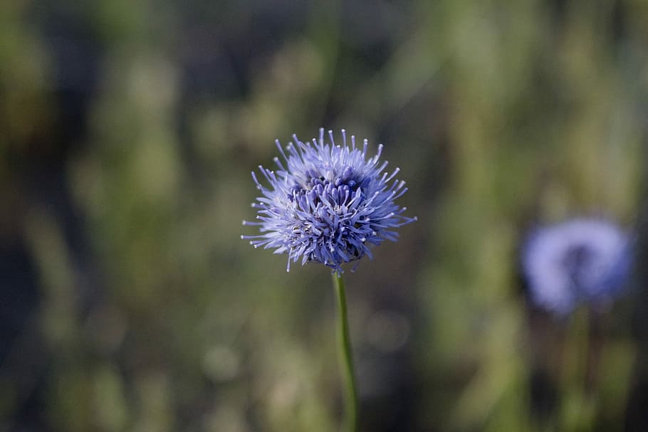 Flower, Violet, Spring, Meadow, purple flowers, blooming, closeup HD wallpaper
