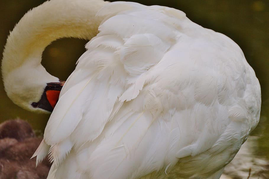 swan, white, bird, waters, water bird, feather, plumage, swans HD wallpaper
