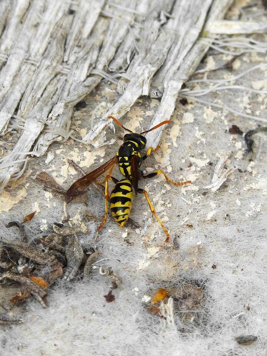 wasp, insect, sting, bee, animal themes, animals in the wild HD wallpaper