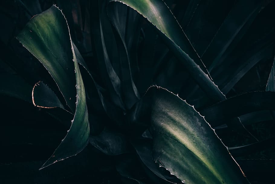 Closeup shot of a plant, nature, abstract, natural, plants, leaf, HD wallpaper