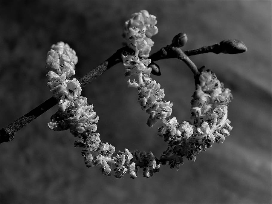 bud, branch, tree, flora, leaf, nature, focus on foreground HD wallpaper