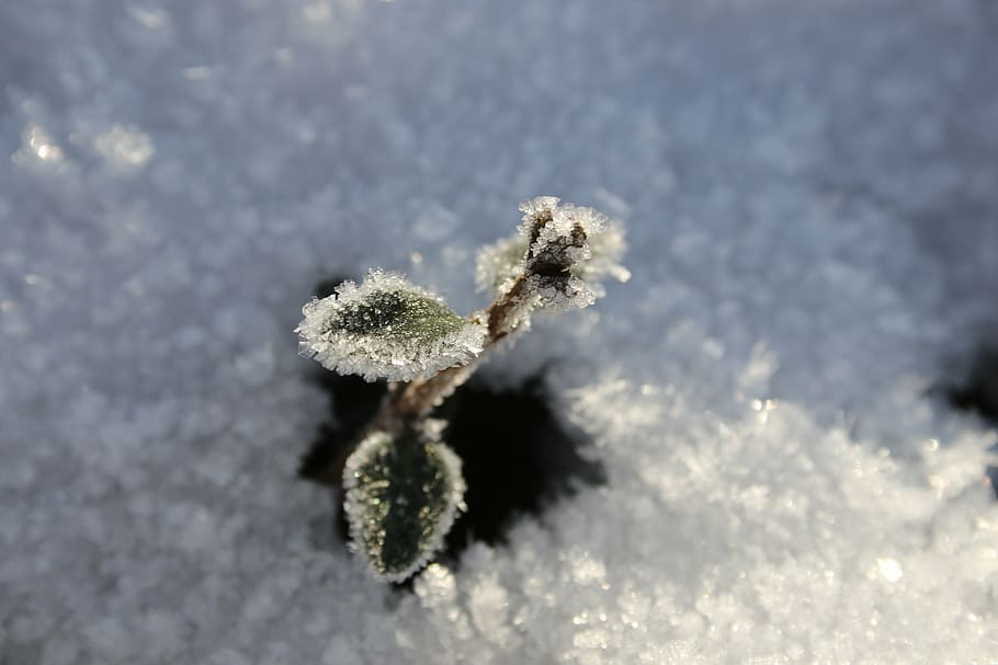 frost, snow, winter, shot, plant, leaf, green, white, denmark HD wallpaper