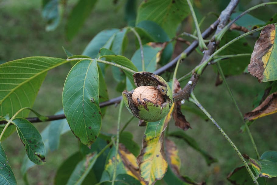 nut, tree, nuts, leaves, autumn, fruit, walnut, nogales, pick up HD wallpaper