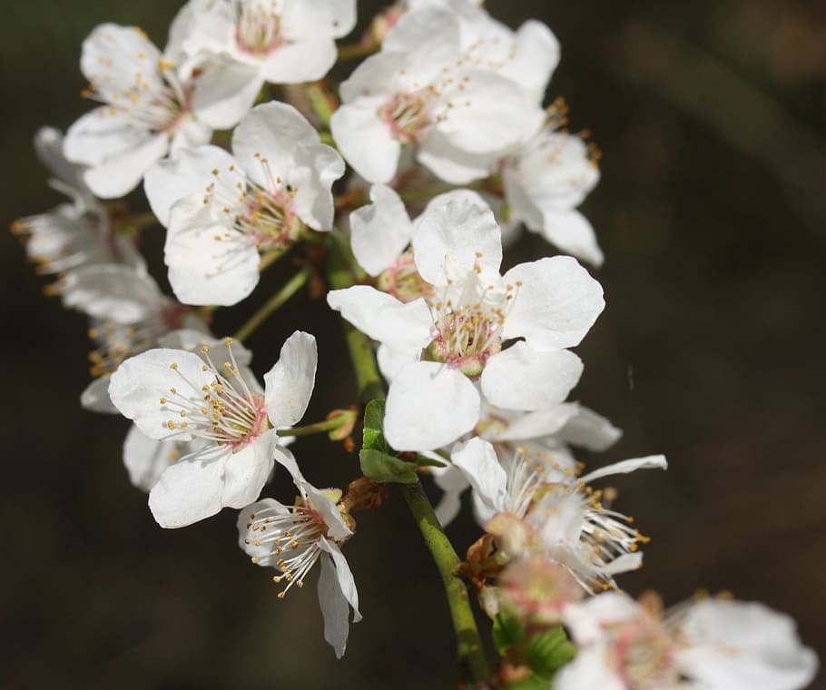 cherry blossoms, hell, white, spring, risen, bee pollen, bloom HD wallpaper