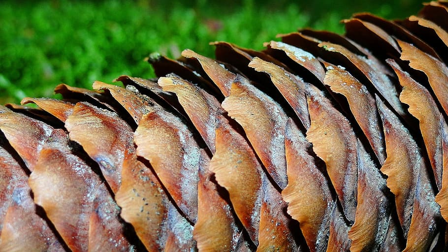 pinecone, forest, wood, foam, nature, seafood, freshness, food and drink HD wallpaper