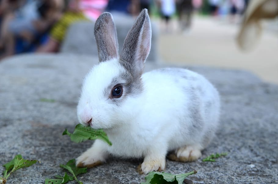 rabbit, pool, grass, wild, biology, nature, mammals, fur, meadow HD wallpaper