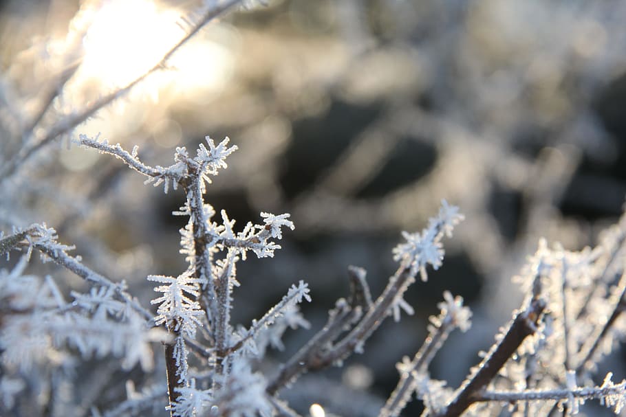 Frost, Christmas, Winter, Cold, background, christmas time HD wallpaper