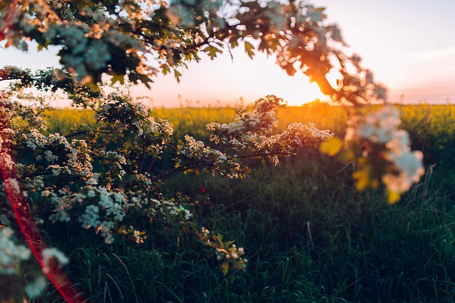 white flowers in green grasses, white petaled flower taken at sunset HD wallpaper