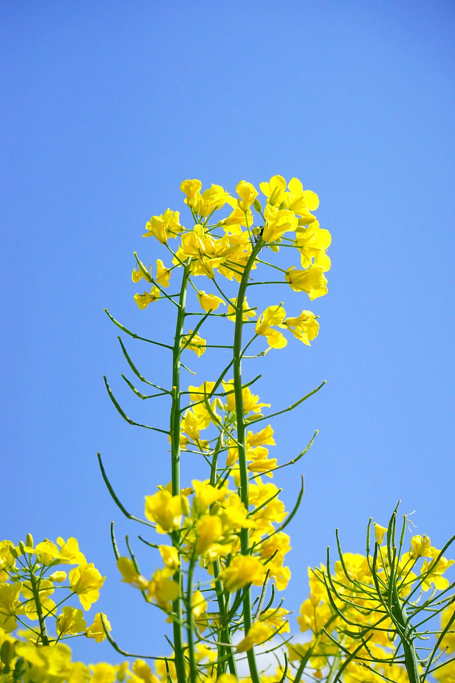 rape blossoms, inflorescence, oilseed rape, yellow, flowers HD wallpaper