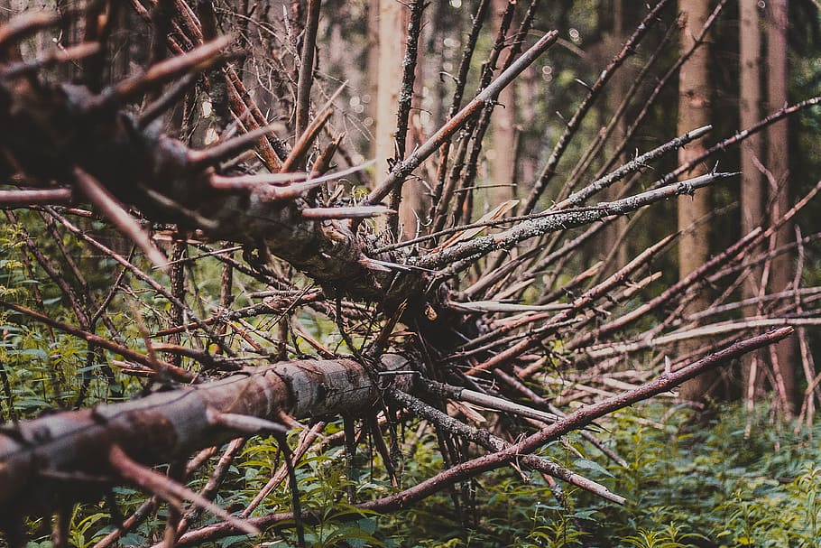 landscape, nature, forest, trees, branches, color, danger, daylight HD wallpaper