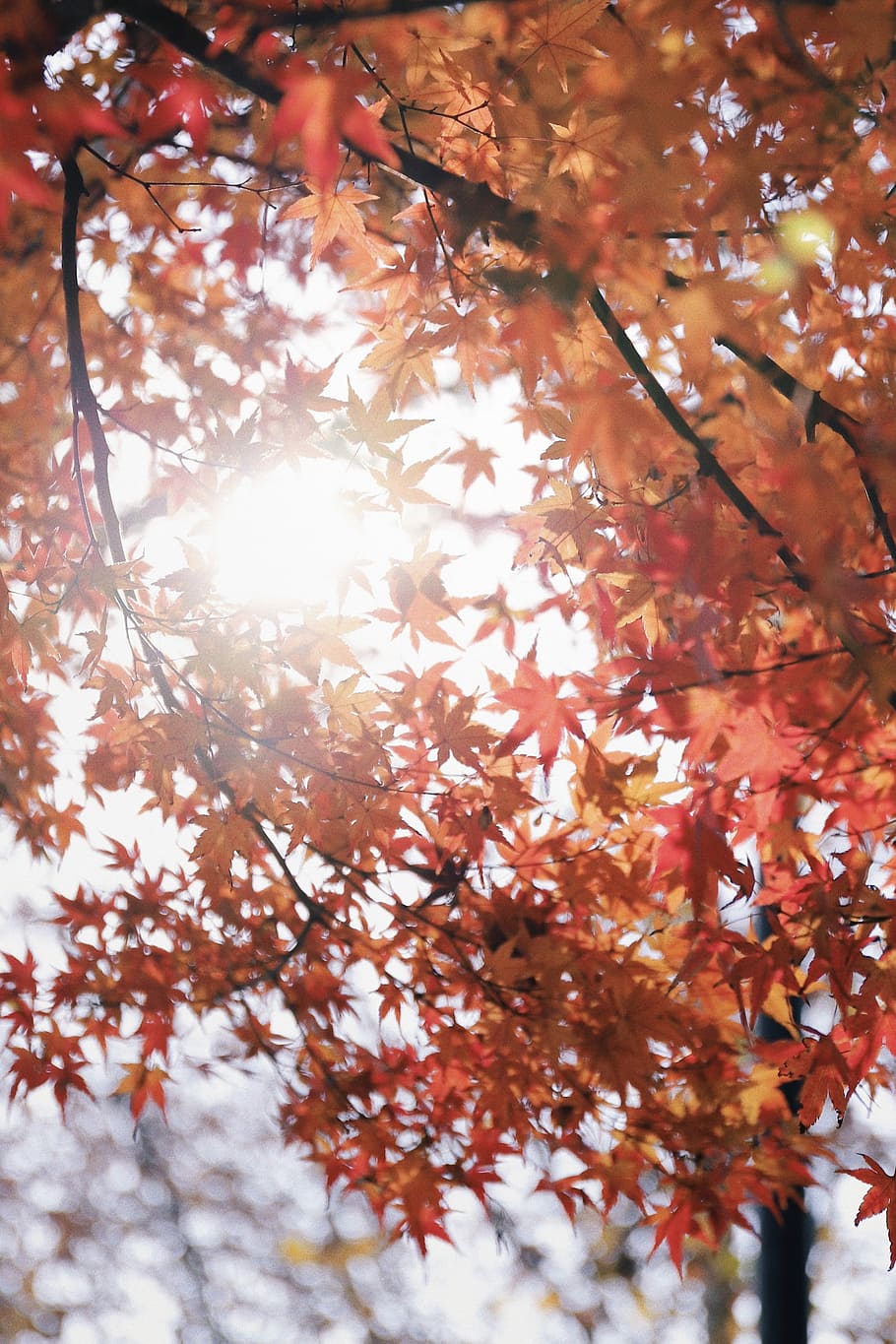 low angle photography of orange leaf trees, maple tree under sunlight HD wallpaper