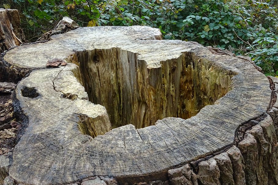 heart, tree, wood, wood - material, no people, nature, forest HD wallpaper
