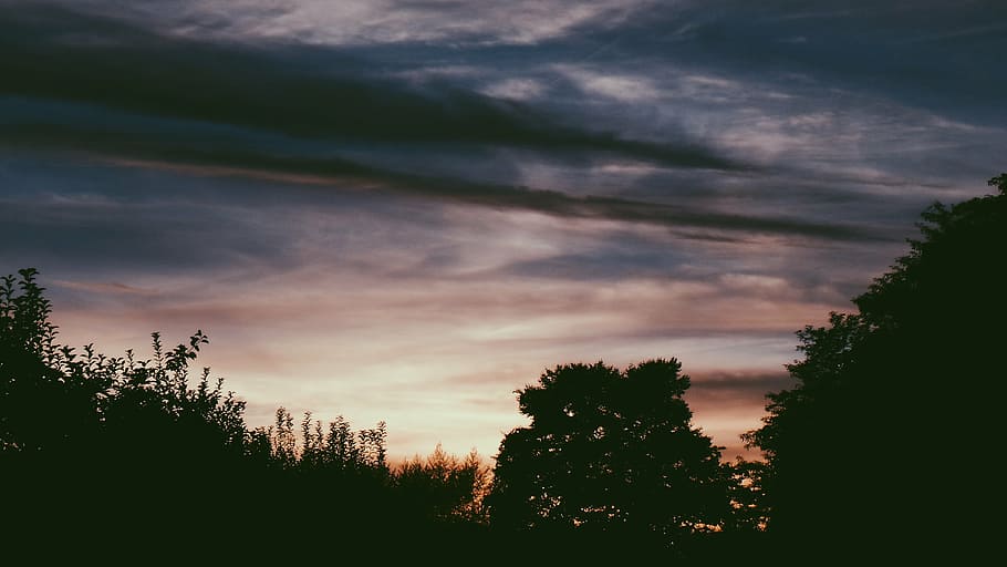 silhouette photo of trees under cloudy sky during golden hour HD wallpaper