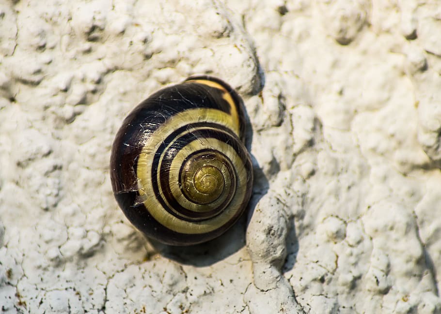 snails, shell, nature, spiral, close, animals, reptiles, housing HD wallpaper