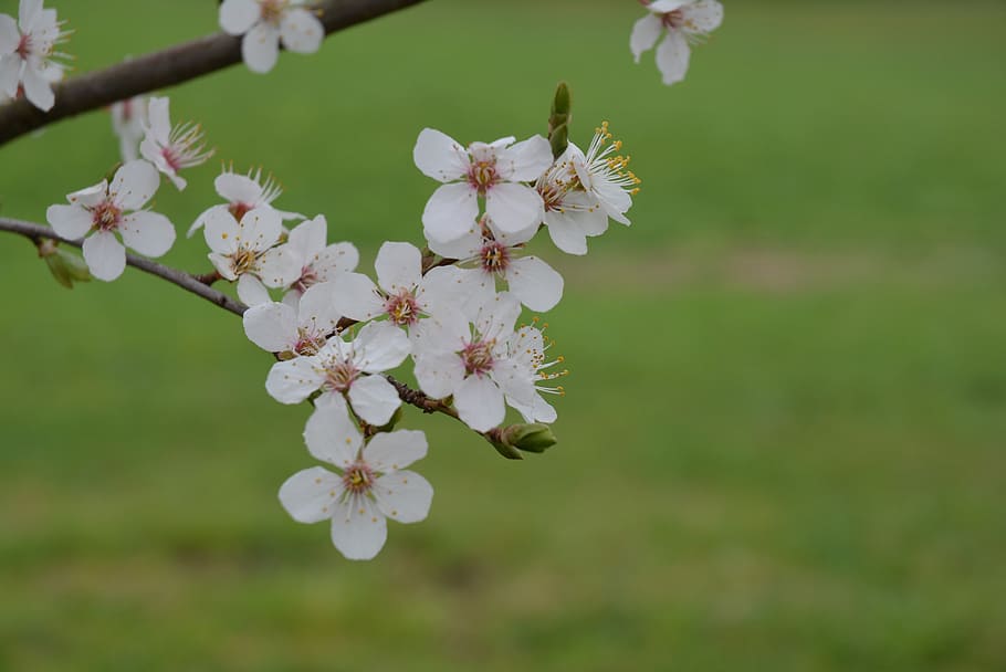 blossom, bloom, white, green, flower, flowering plant, fragility HD wallpaper