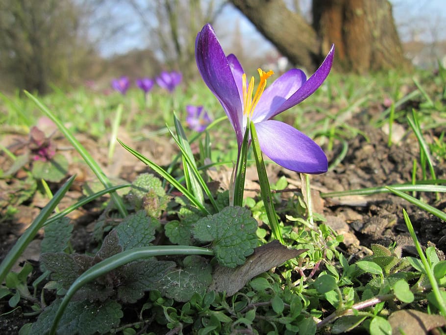 crocus vernus, spring crocus, giant crocus, wildflower, flora HD wallpaper