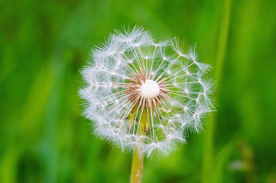 dandelion, seeds, macro, flower, growth, nature, fragility HD wallpaper