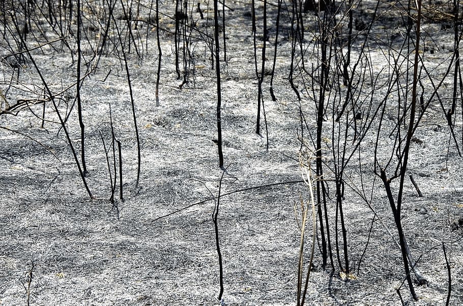 Fire, Burn, Firewood, burned, destruction, nature, winter, tranquility HD wallpaper
