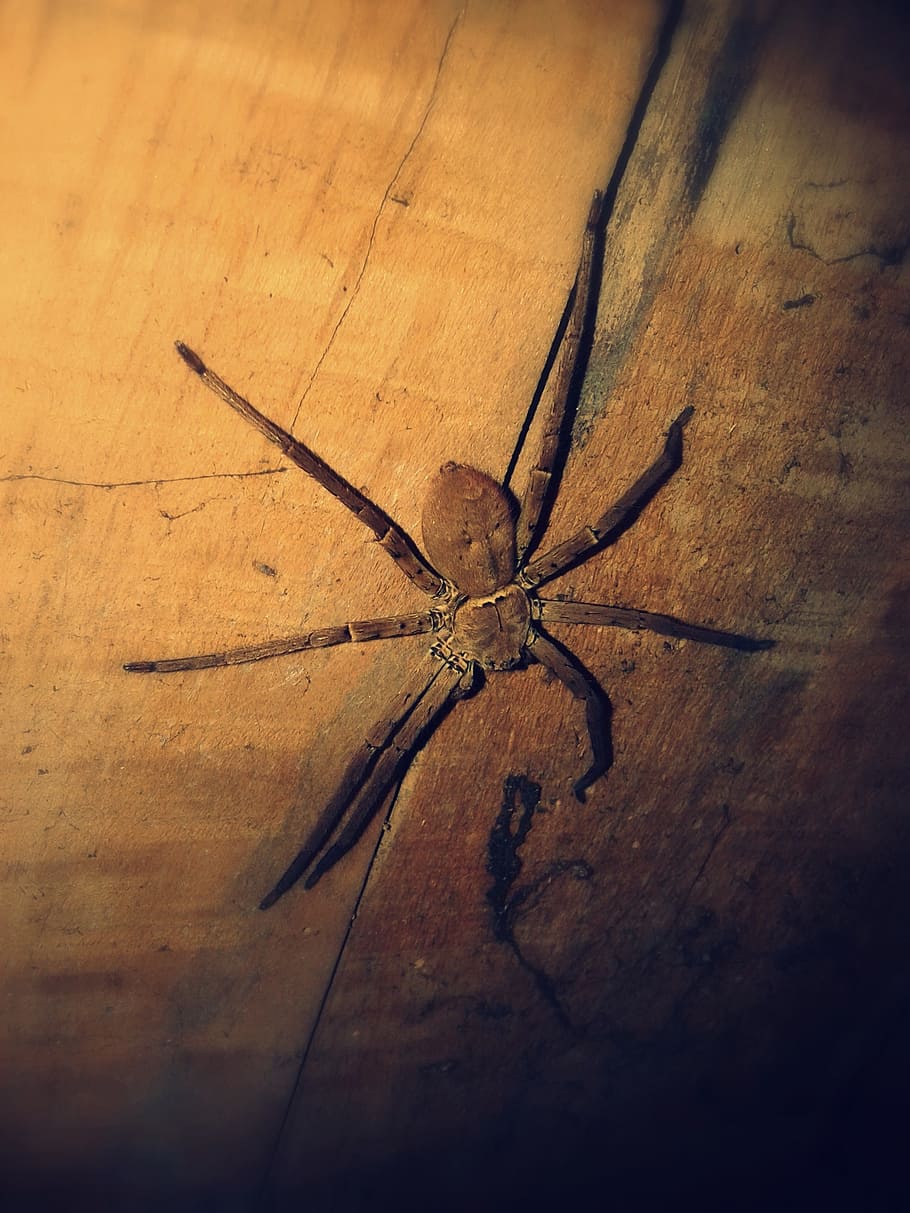 spider, insect, large, creepy, scary, old, one animal, invertebrate HD wallpaper