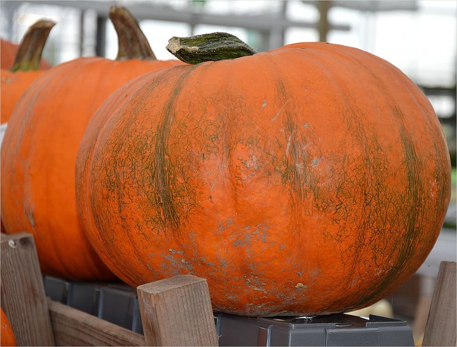 Pumpkin, Fall, Plant, Decoration, Fruit, juicy, food, ripe HD wallpaper