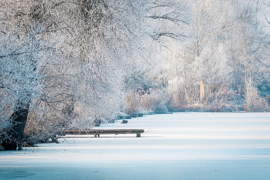 Wintry, Lake, Winter, Web, Iced, winter magic, snow, frozen HD wallpaper