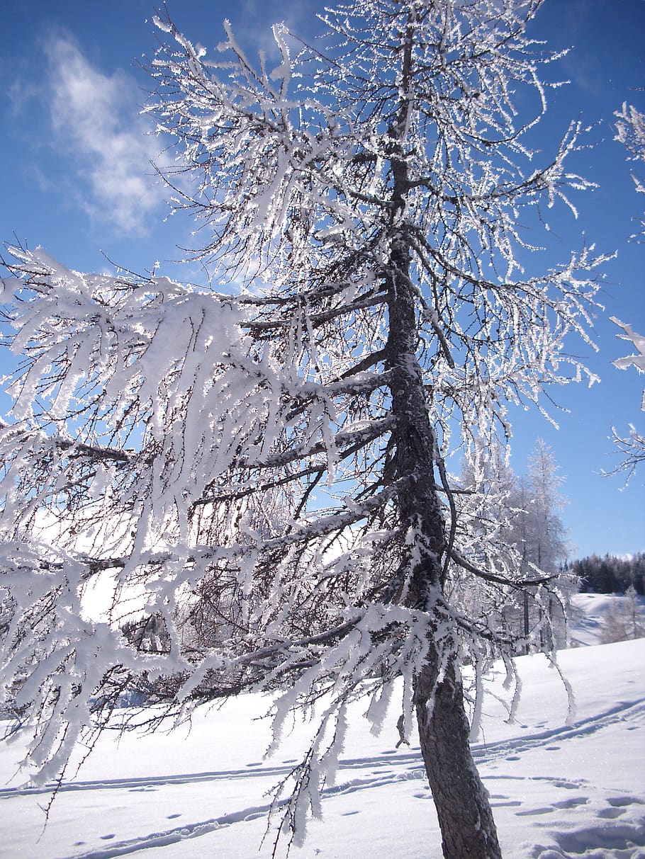 snow, winter, cold, wintry, winter tree, cold temperature, beauty in nature HD wallpaper