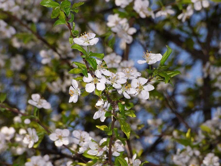 spring, trees, branch, flower, flowering plant, fragility, vulnerability HD wallpaper