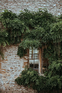 glass window surrounded by green leafed plants, green leaf plants on house wall during daytime HD wallpaper