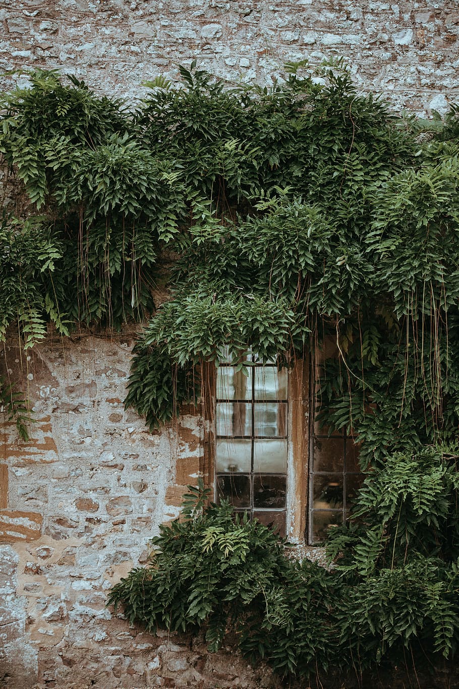 glass window surrounded by green leafed plants, green leaf plants on house wall during daytime HD wallpaper