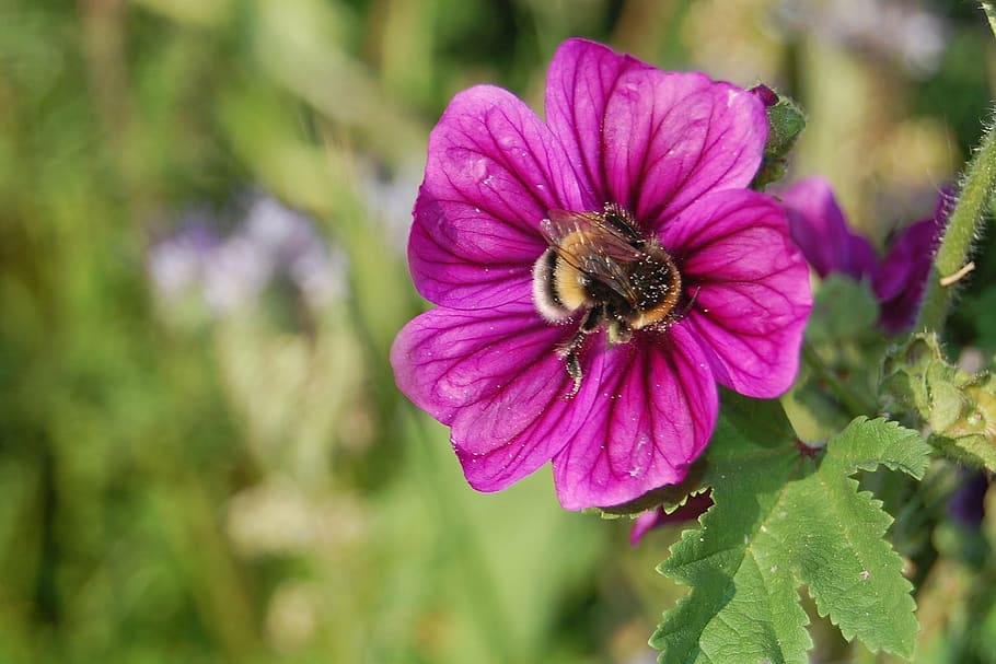flower, nature, eifel, beauty in nature, flowering plant, petal HD wallpaper