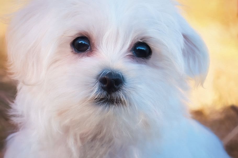 white Maltese puppy, painting, dog, button eyes, sweet, good