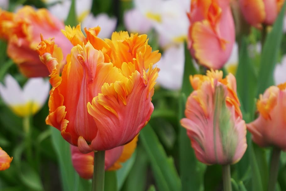 tulips, flowers, spring flowers, red, yellow, cut flowers, bloom HD wallpaper