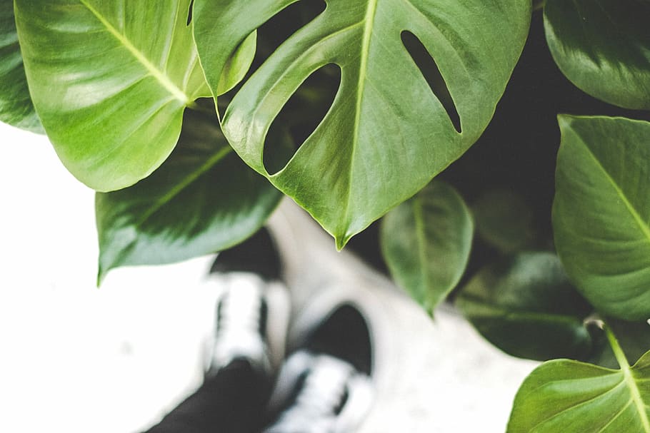 selective focus photography of green leafed plant, shallow focus photography of green leaves HD wallpaper