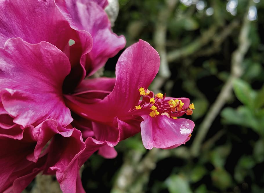 flower, nectar, pink, flowering plant, fragility, vulnerability HD wallpaper