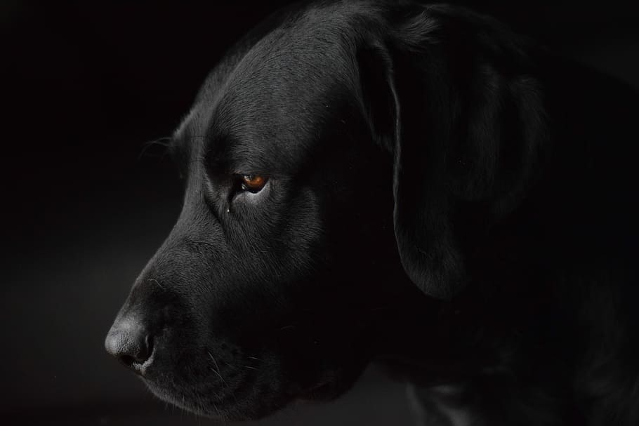 A rainy day., shallow focus photography of black Labrador retriever HD wallpaper