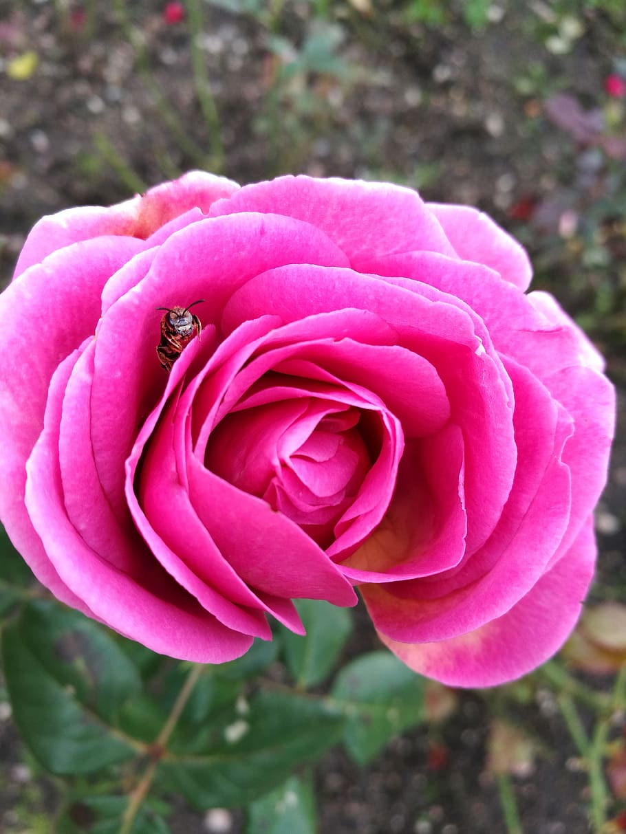rose, summer, macro, insect, garden, beautiful flower, summer flowers HD wallpaper