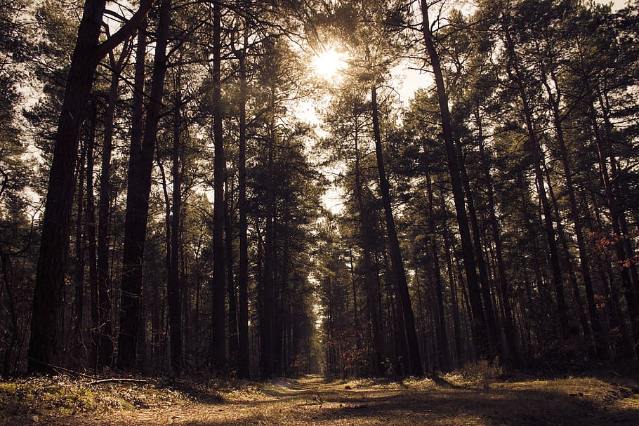Green Leaf Tree Under White Clouds during Daytime, eerie, forest HD wallpaper