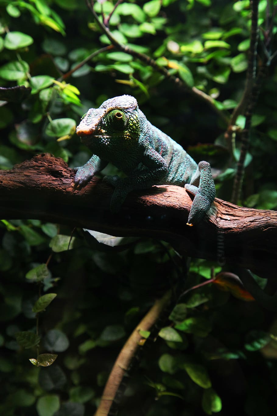 chameleon, green, leaves, lizard, nature, animal wildlife, animal themes HD wallpaper