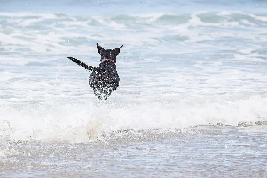 Dog, Beach, Waves, Ocean, Run, Water, lab, waterfront, one animal HD wallpaper