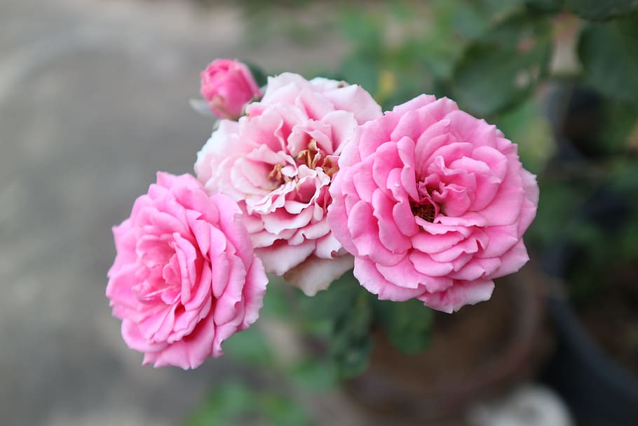 rose, pink, a rose, pink color, flower, flowering plant, beauty in nature HD wallpaper
