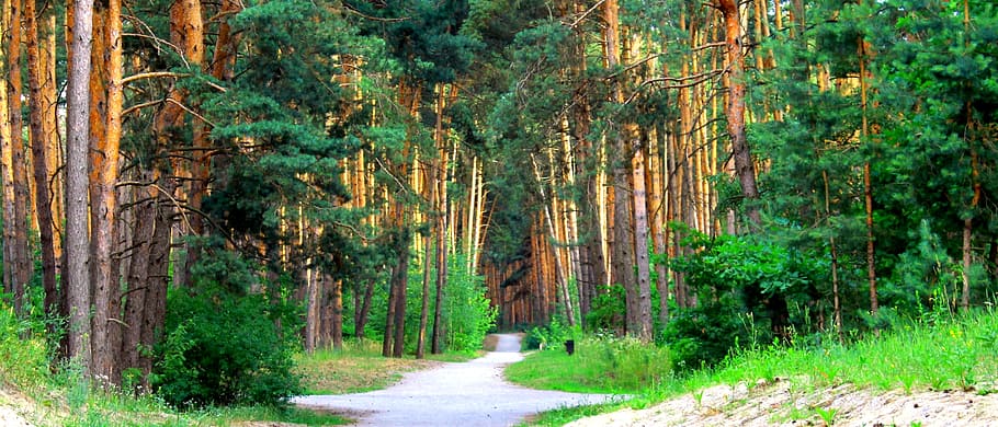 forest, path, trees, living nature, summer, plant, land, beauty in nature HD wallpaper