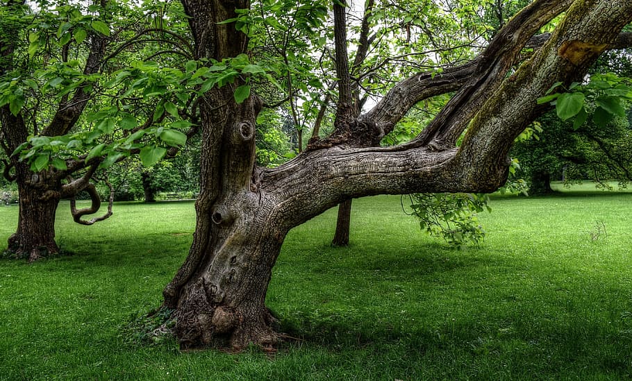focus photo of green leafed tree, Old, Nature, Tree Trunk, old tree, HD wal...