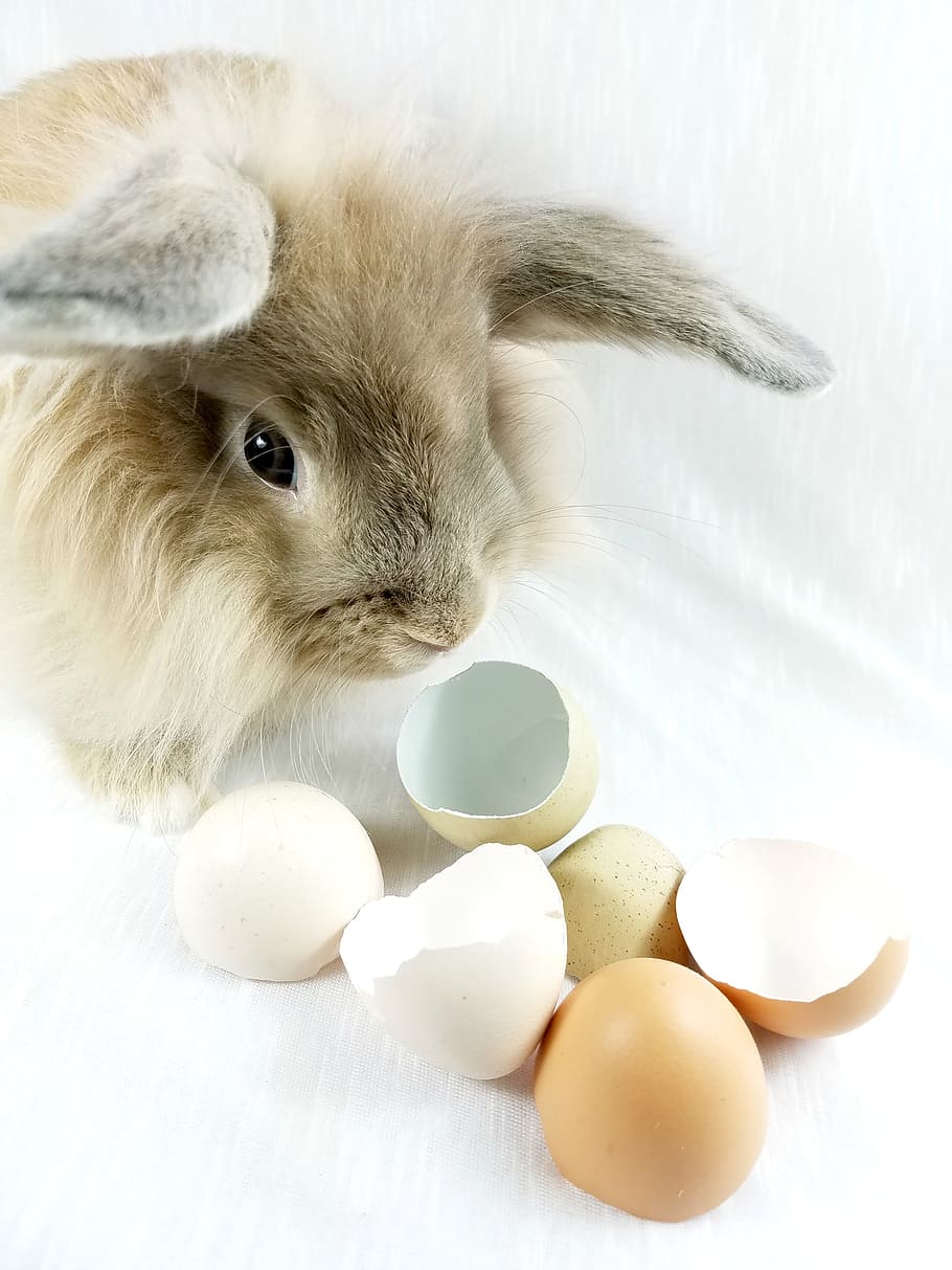 brown rabbit on white blanket, Bunny, Rabbit, Easter, Eggshells HD wallpaper