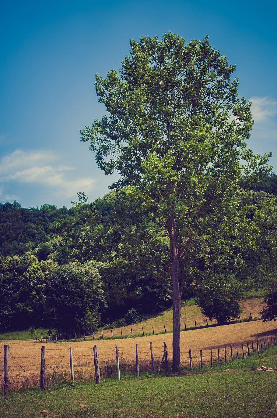 nature, tree, clouds, plant, sky, growth, field, beauty in nature HD wallpaper