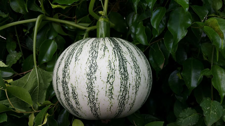 pumpkin, squash, fruit, round, green, growth, green color, freshness HD wallpaper